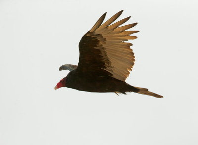 Turkey Vulture, flying