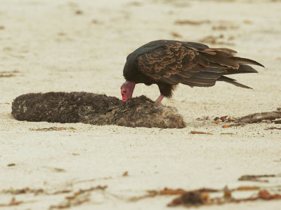 Turkey Vulture, with dead Sea Otter