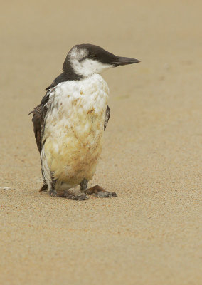 Common Murre