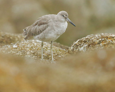 Willet