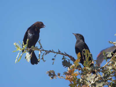 Brown-headed Cowbird and Red-winged Blackbird