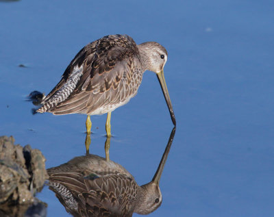 Long-billed Dowitcher, juvenile