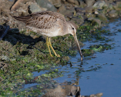 Long-billed Dowitcher, juvenile molting