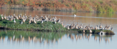 Godwits & Willets, fullsize