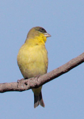 Lesser Goldfinch, female