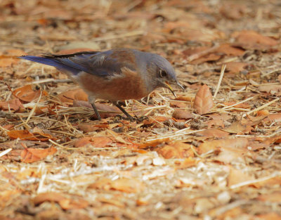 Western Bluebird, male