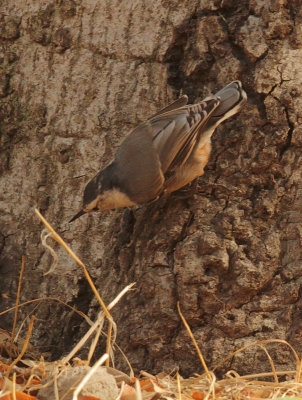 White-breasted Nuthatch