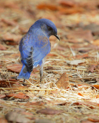 Western Bluebird, male