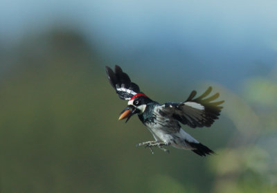 Acorn Woodpecker, male, flying with acorn