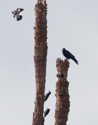 Acorn Woodpeckers and American Crow