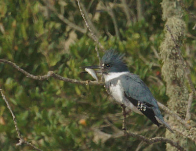 Belted Kingfisher, male, with fish