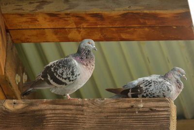 Rock Pigeons, at nest