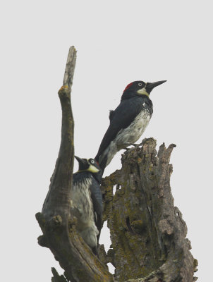 Acorn Woodpeckers, granary tree