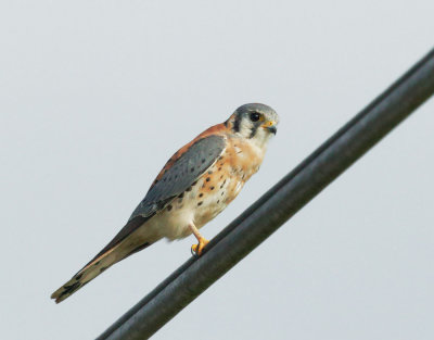 American Kestrel, male