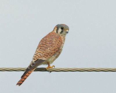 American Kestrel, female