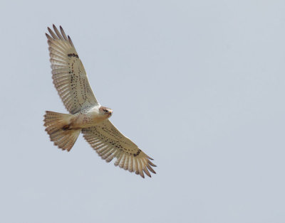 Ferruginous Hawk, juvenile light morph