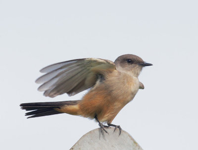 Say's Phoebe