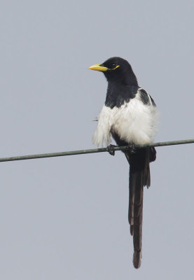 Yellow-billed Magpie