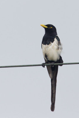 Yellow-billed Magpie