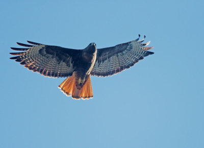 Red-tailed Hawk, intermediate morph