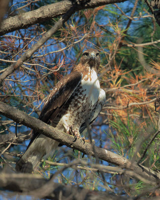 Red-tailed Hawk, juvenile
