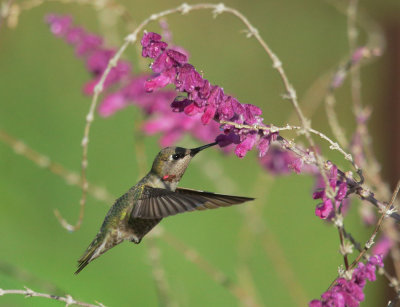 Annas Hummingbird, female