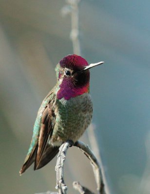 Anna's Hummingbird, male