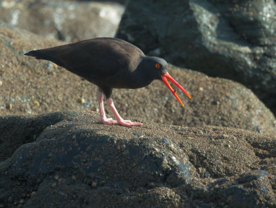 Black Oystercatcher, feeding