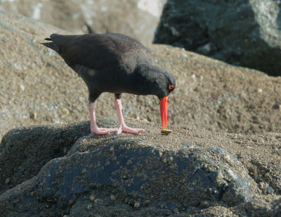 Black Oystercatcher, eating limpet