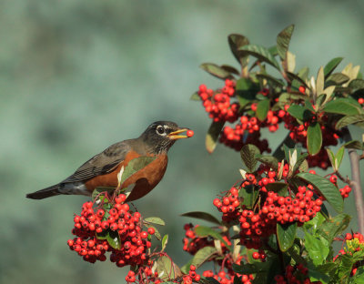 American Robin, with berry