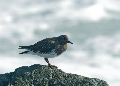 Black Turnstone