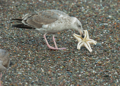 Western Gull, second winter, eating sea star