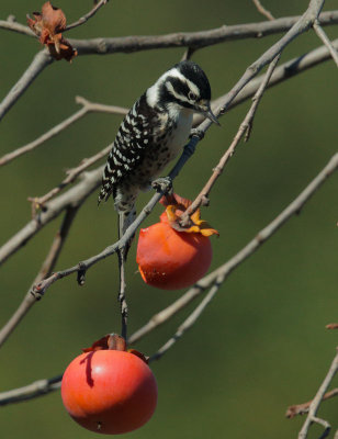 Nuttall's Woodpecker, female