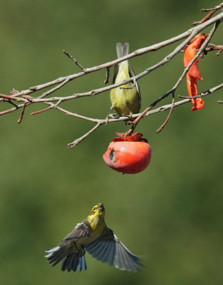 Townsend's, female, and Orange-crowned Warblers