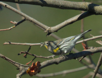 Yellow-rumped Warbler, Audubon's