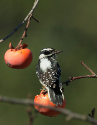 Downy Woodpecker, female