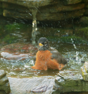American Robin, bathing