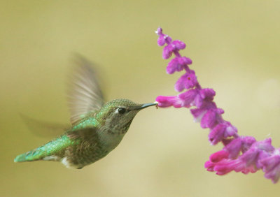 Anna's Hummingbird. female, at lavender