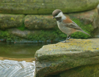 Chestnet-backed Chickadee, before bathing