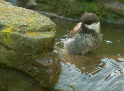 Chestnut-backed Chickadee, after bathing