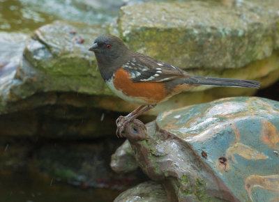 Spotted Towhee, female