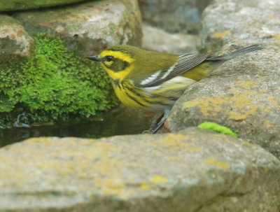Townsend's Warbler, female