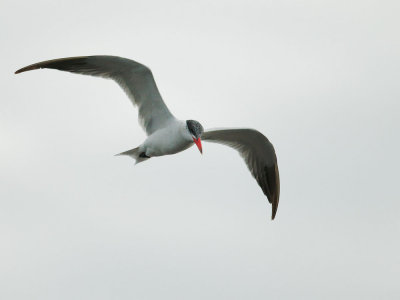 Caspian Tern, non-breeding plumage