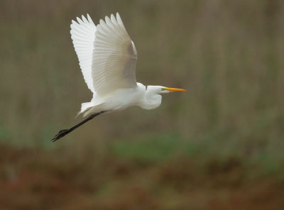 Great Egret, flying