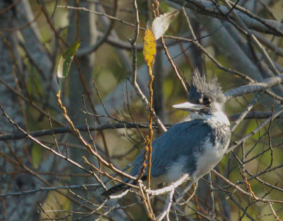 Belted Kingfisher, male