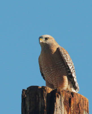 Red-shouldered Hawk