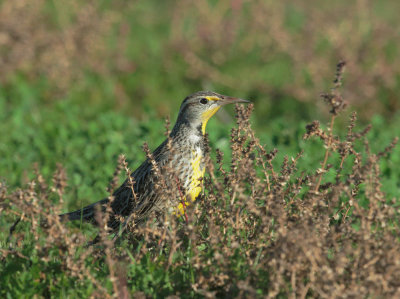 Western Meadowlark