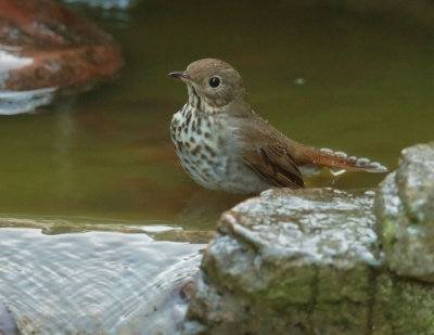 Hermit Thrush