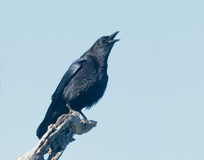 American Crow