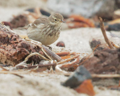 American Pipit